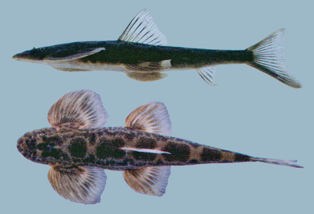 Balitora burmanica