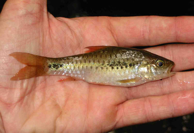 Enteromius camptacanthus