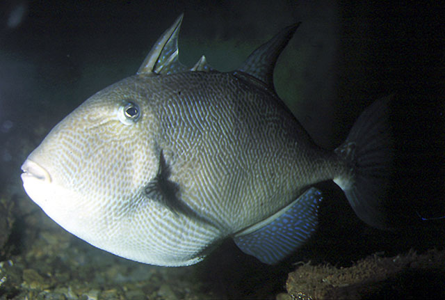 Balistes capriscus