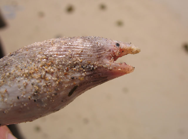 Bascanichthys ceciliae