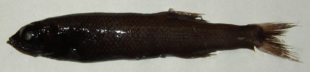 Barbantus curvifrons