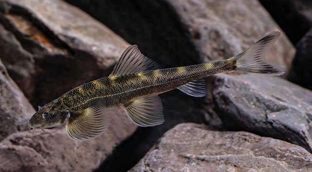 Balitora dehouensis