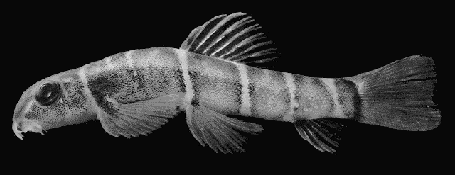 Barbucca diabolica