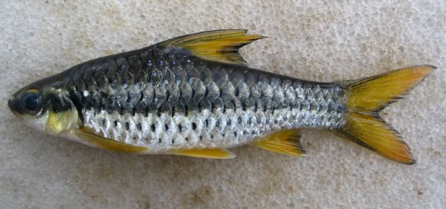 Enteromius diamouanganai