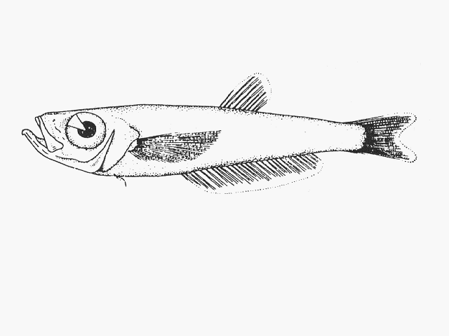 Neobathyclupea elongata
