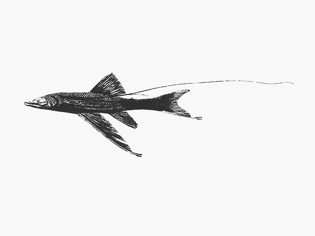 Bathypterois filiferus