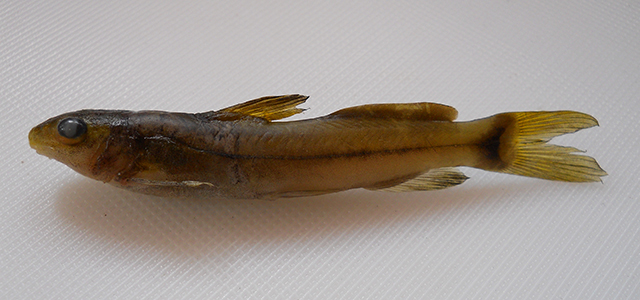 Batasio flavus