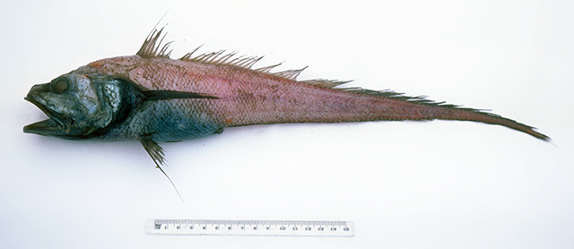 Bathygadus furvescens