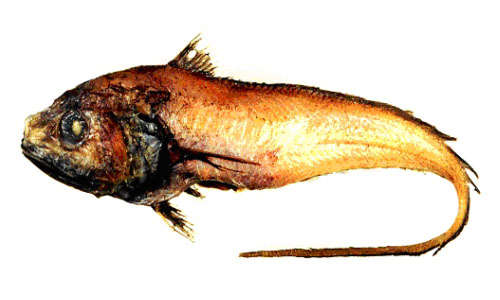 Bathygadus garretti