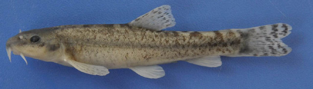 Oxynoemacheilus germencicus