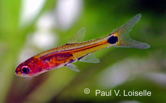 Barboides gracilis
