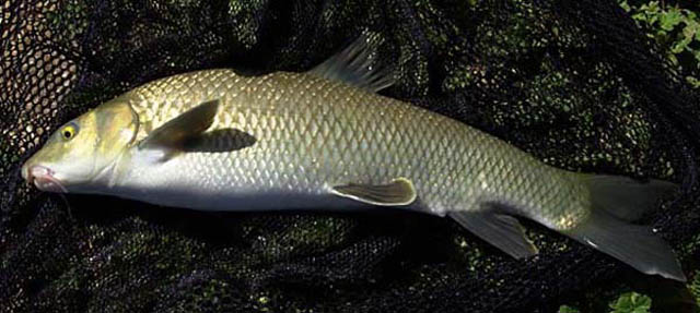 Luciobarbus guiraonis