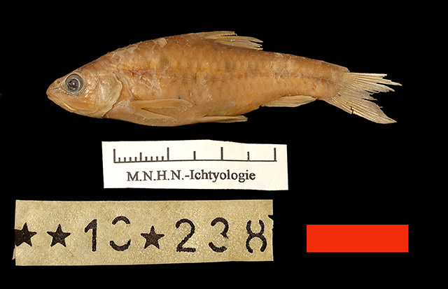 Enteromius guineensis