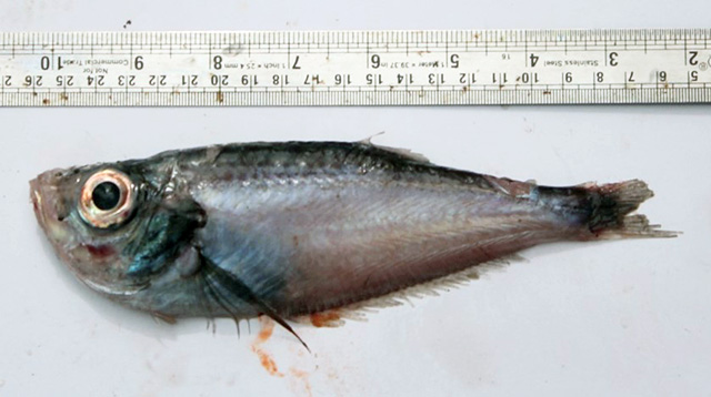 Bathyclupea hoskynii