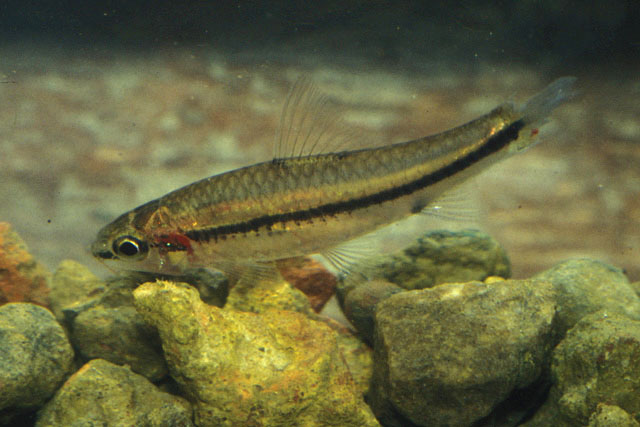 Baina_u0.jpg