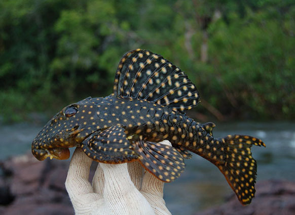 Baryancistrus isaaci