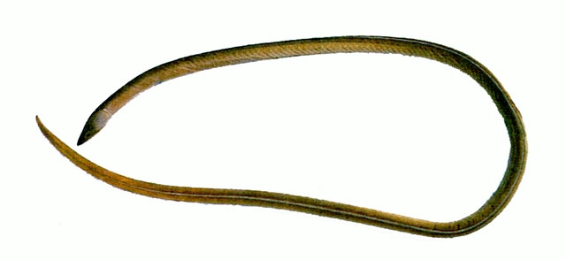 Bascanichthys kirkii