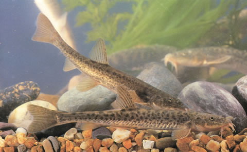 Triplophysa labiata