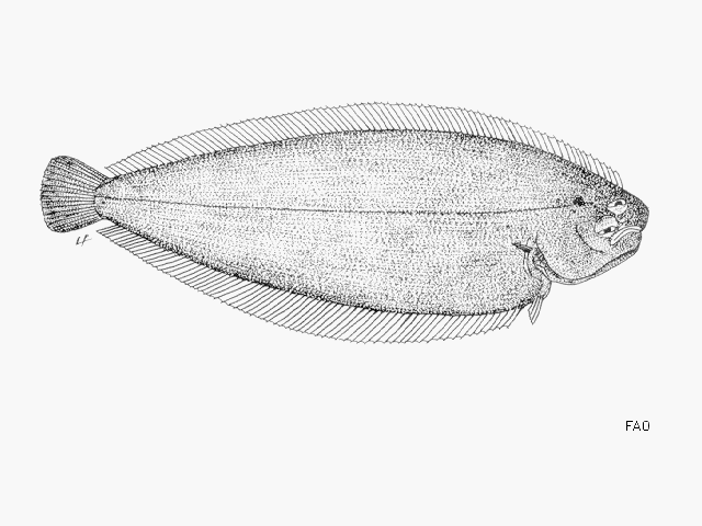 Bathysolea lactea