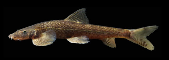 Balitora ludongensis