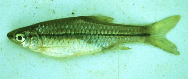 Enteromius luikae