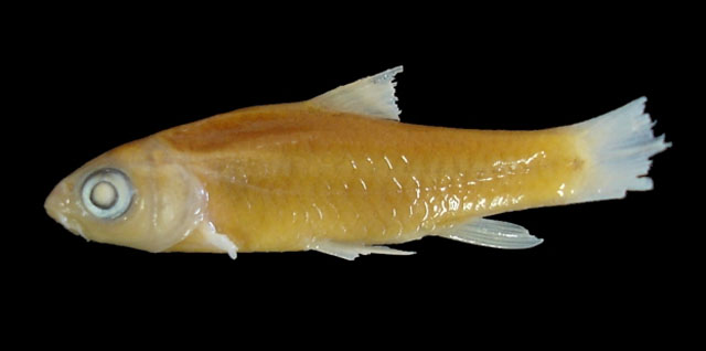 Enteromius manicensis