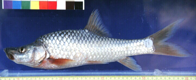 Labeobarbus megastoma