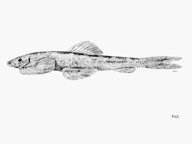 Balitora meridionalis