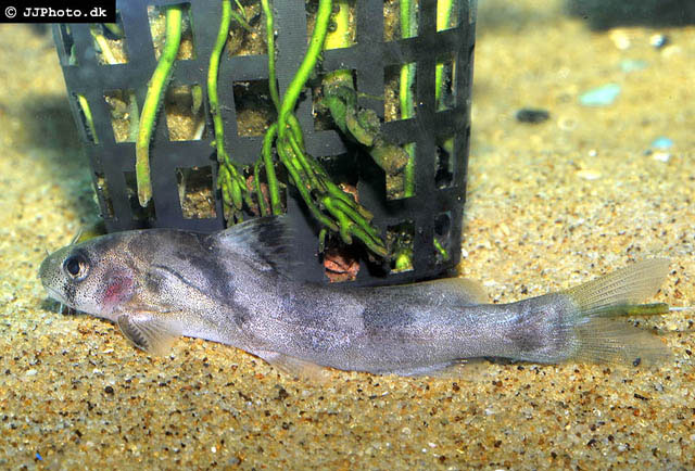 Batasio merianiensis