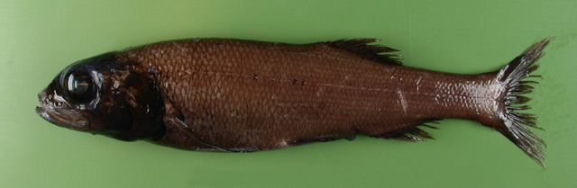 Bathytroctes microlepis