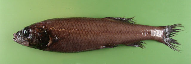 Bathytroctes michaelsarsi