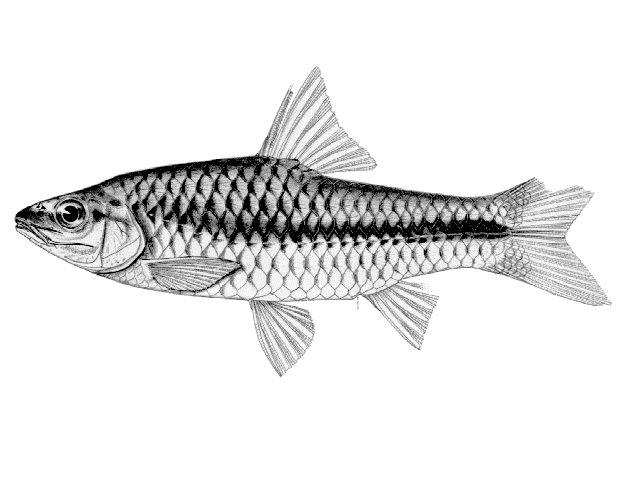 Enteromius miolepis