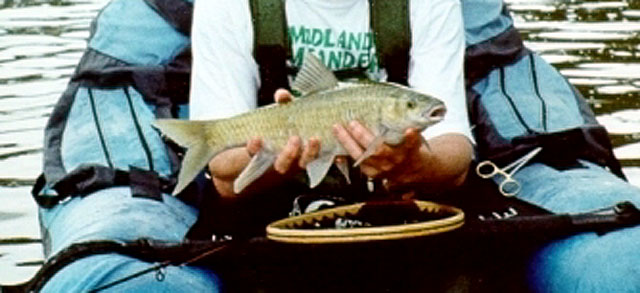 Labeobarbus natalensis