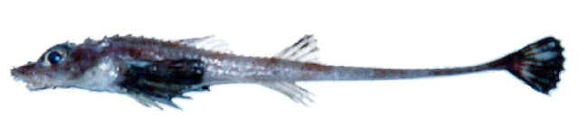 Banig_u2.jpg