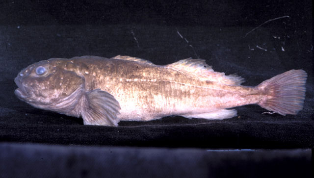 Batrachocottus nikolskii