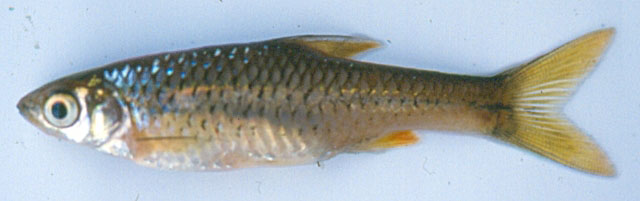 Enteromius nyanzae