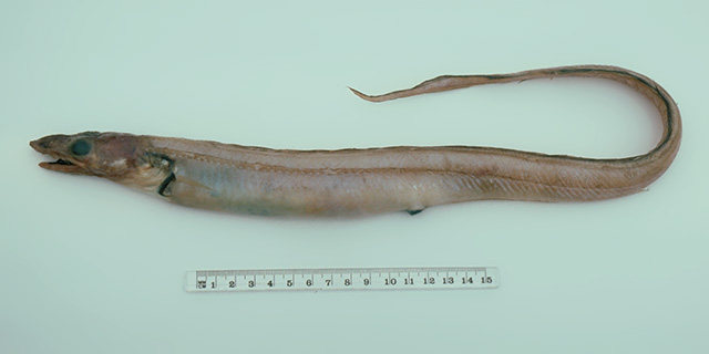 Bathycongrus odontostomus