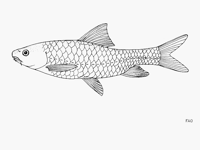 Labeobarbus pagenstecheri