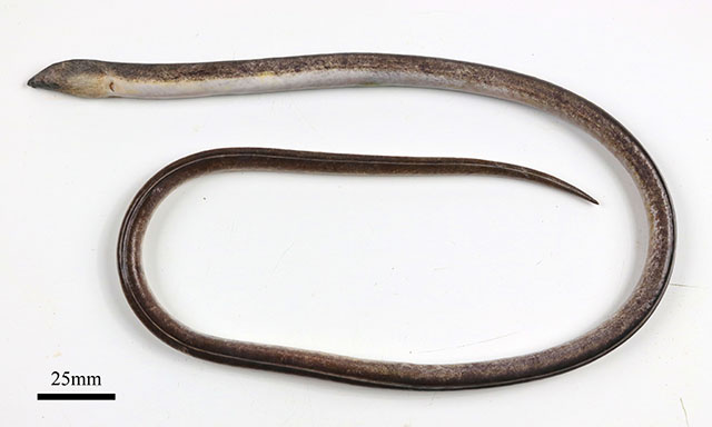 Bascanichthys paulensis
