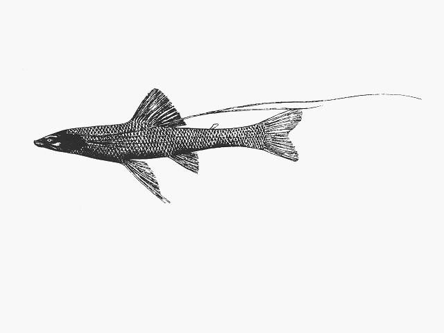 Bathypterois phenax