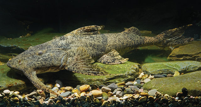 Bagarius protos