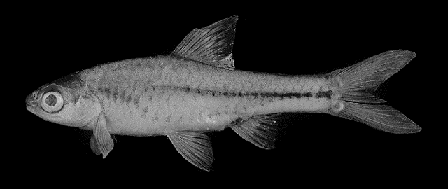 Enteromius pseudotoppini