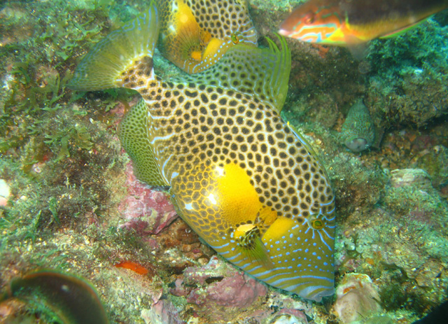 Balistes punctatus