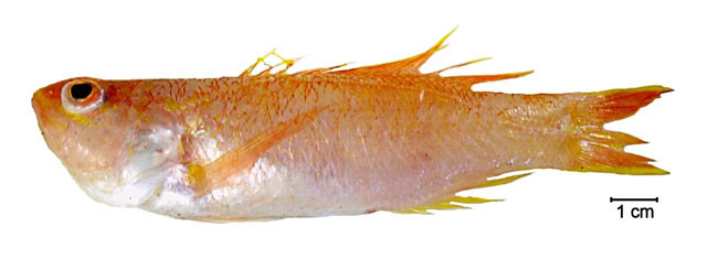 Bathyanthias roseus