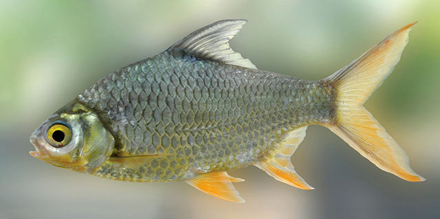 Barbonymus schwanefeldii