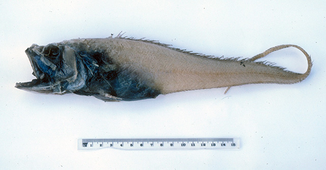 Bathygadus spongiceps