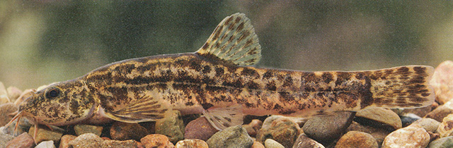 Barbatula sturanyi