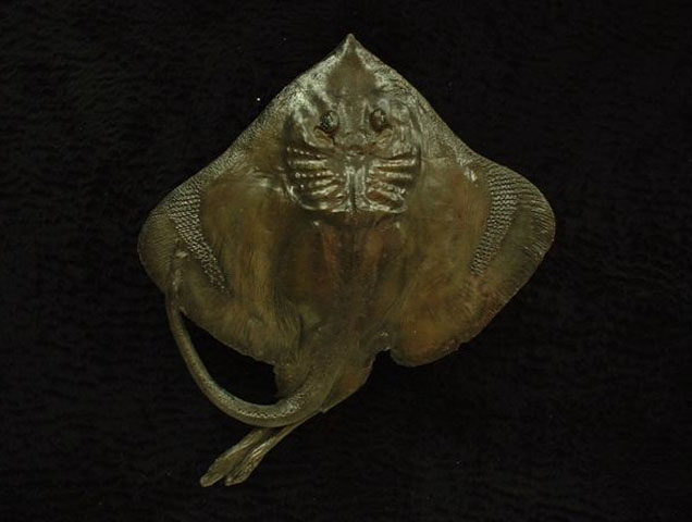Bathyraja trachura