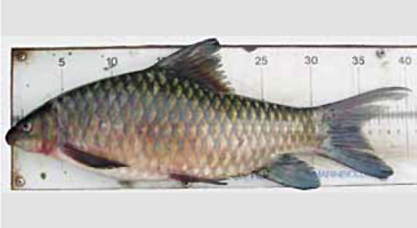 Bawur_u0.jpg