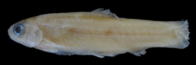 Enteromius yeiensis